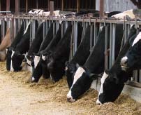 Silage Covers