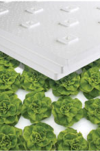 Lettuce in lettuce raft resized 600