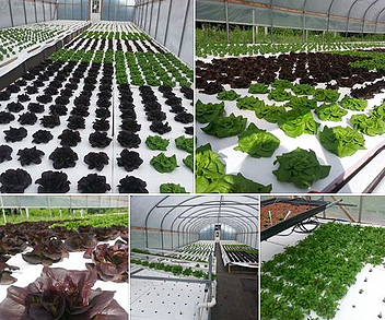 aquaponics lettuce!