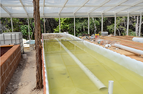 aquaponics plastic sheeting