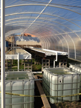 Aquaponics in Mexico