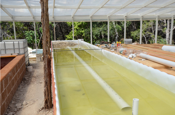 How long to grow lettuce in aquaponics Just add water