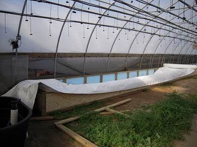 How long to grow lettuce in aquaponics How to Grow Duckweed in Aquaponics