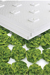 Lettuce in lettuce raft resized 600