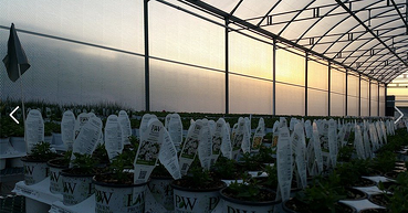 Greenhouse_Covering_Solawrap_PW.png