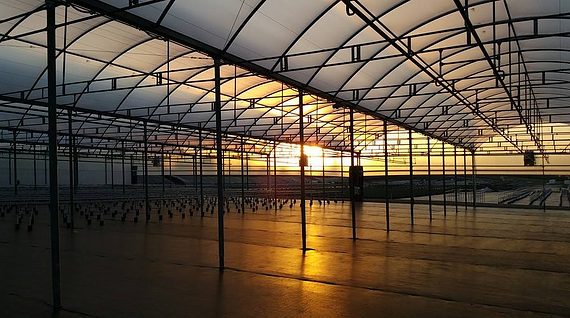 Greenhouse Covering SolaWrap