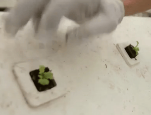 lettuce raft-hydroponic for deep water culture