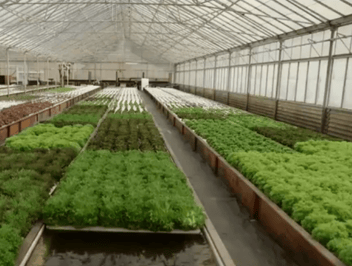 Lettuce Raft Hydroponic for Deep Water Culture Lettuce Raft Hydroponic for Deep Water Culture