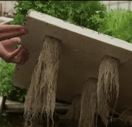 ikea shelf turned into an indoor aquaponics system - all