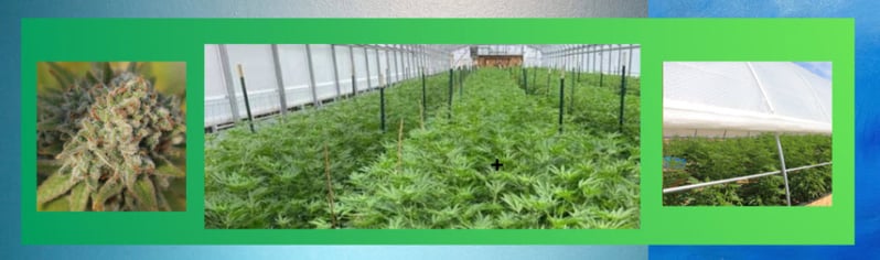 Cannabis SolaWrap Greenhouses