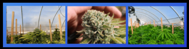 Cannabis-Grown-in-SolaWrap-Greenhouse- Bubble-SolaWrap- is-Strong!