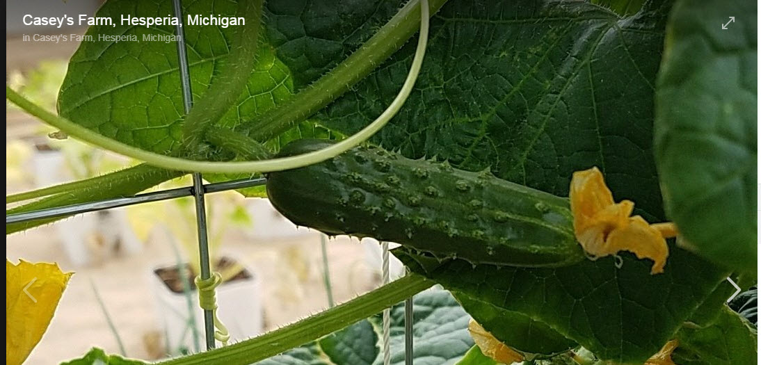 Greenhouse Plastic Greenhouse Wrap SolaWrap