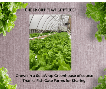 Greenhouse SolaWrap Lettuce