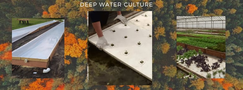Deep water culture  DWC
