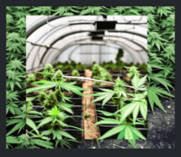 Growing Cannabis in a greenhouse SolaWrap