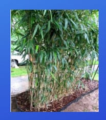 HDPE for Bamboo