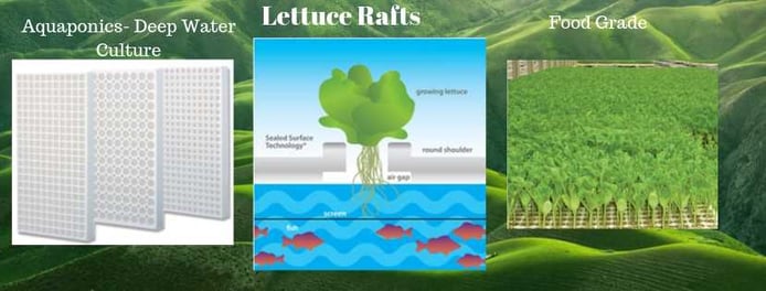 Lettuce rafts aquaponics Beaver Rafts