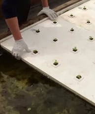 lettuce raft-hydroponic for deep water culture
