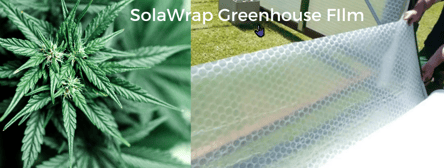 Cannabis in a SolaWrap Greenhouse 