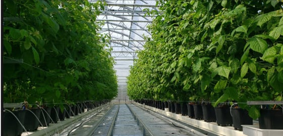 SolaWrap™ greenhouse plastic held up after 29 years in winds in excess of 100 mph in Alaska!