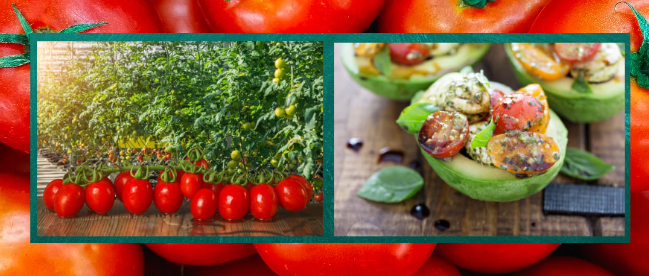 growing tomatoes