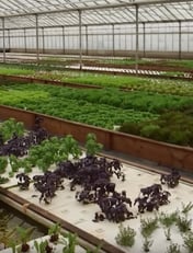 aquaponic liners- hydroponics liners - food grade compliant