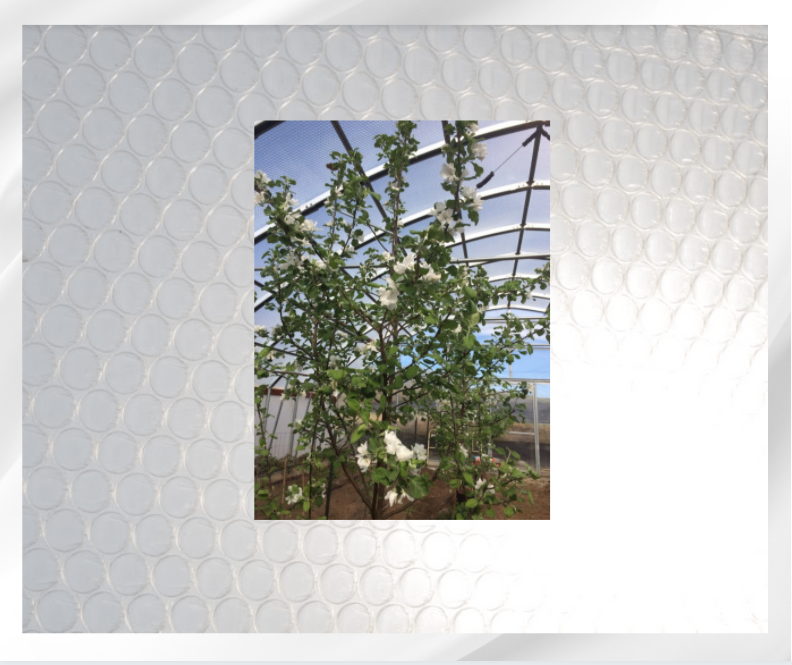 Plants love Greenhouse Plastic Called SolaWrap